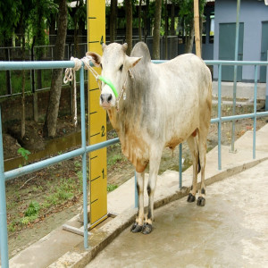Male - Bull (ষাঁড়)